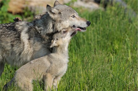 Gray Wolf Pup Licking Mother, Minnesota, USA Foto de stock - Sin royalties Premium, Código: 600-03229292