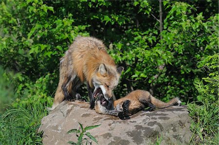 American Red Fox avec Pup, Minnesota, USA Photographie de stock - Premium Libres de Droits, Code: 600-03229307
