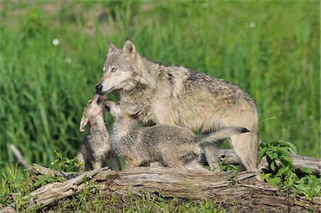 Loup gris avec des chiots, Minnesota, USA Photographie de stock - Premium Libres de Droits, Code: 600-03229301