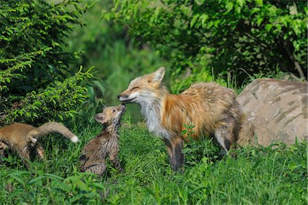 simsearch:600-03229314,k - American Red Fox with Pups, Minnesota, USA Stock Photo - Premium Royalty-Free, Code: 600-03229310
