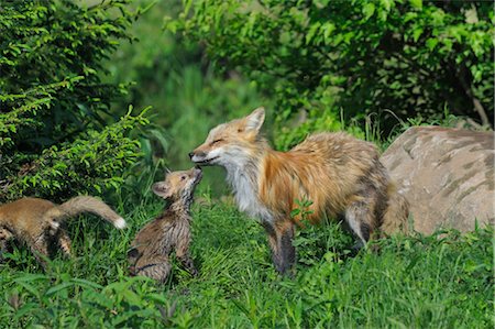 American Red Fox with Pups, Minnesota, USA Stock Photo - Premium Royalty-Free, Code: 600-03229310