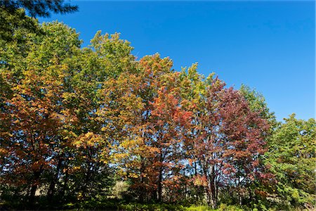 fall foliage in quebec - Fall Trees, Fitch Bay, Quebec, Canada Stock Photo - Premium Royalty-Free, Code: 600-03240593