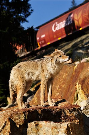 freight trains - Coyote, Jasper National Park, Alberta, Canada Stock Photo - Premium Royalty-Free, Code: 600-03240653