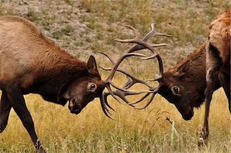 Elk, Jasper National Park, Alberta, Canada Foto de stock - Sin royalties Premium, Código: 600-03240675