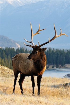 Elk, Jasper National Park, Alberta, Canada Foto de stock - Sin royalties Premium, Código: 600-03240676