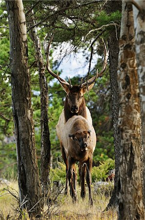 simsearch:600-03240680,k - Elk Mating, Jasper National Park, Alberta, Canada Fotografie stock - Premium Royalty-Free, Codice: 600-03240679