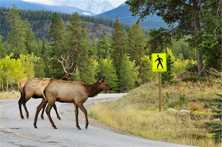 simsearch:600-03240680,k - Elk Crossing Road, Jasper National Park, Alberta, Canada Fotografie stock - Premium Royalty-Free, Codice: 600-03240680