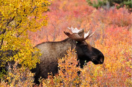 simsearch:600-03240680,k - Bull Moose in Autumn, Denali National Park, Alaska, USA Fotografie stock - Premium Royalty-Free, Codice: 600-03240696