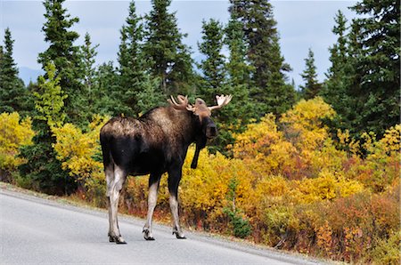 Bull Moose Crossing the Road, Denali National Park, Alaska, USA Stock Photo - Premium Royalty-Free, Code: 600-03240697