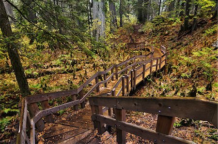 Sentier des Cèdres géant, Parc National du Mont Revelstoke, Colombie-Britannique, Canada Photographie de stock - Premium Libres de Droits, Code: 600-03240716