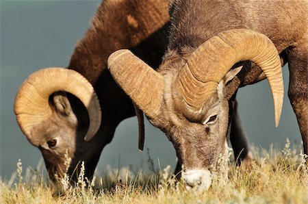 Bighorn Sheep Eating, Jasper National Park, Alberta, Canada Foto de stock - Sin royalties Premium, Código: 600-03240729