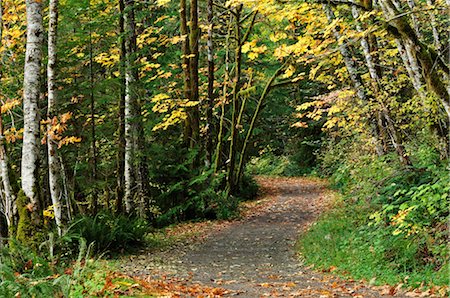 Path Through Rainforest, Stamp Falls Provincial Park, Vancouver Island, British Columbia, Canada Foto de stock - Sin royalties Premium, Código: 600-03240737