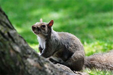 sciuridae - Écureuil gris, Ontario, Canada Photographie de stock - Premium Libres de Droits, Code: 600-03240732