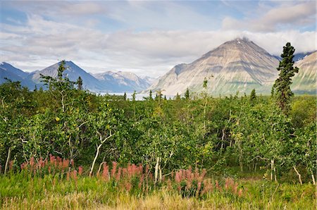 simsearch:600-03907304,k - Dalton Range, Kluane Nationalpark und Reserve, Yukon Territorium, Kanada Stockbilder - Premium RF Lizenzfrei, Bildnummer: 600-03240750