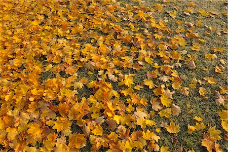 Maple Leaves, Nuremberg, Bavaria, Germany Stock Photo - Premium Royalty-Free, Code: 600-03240848