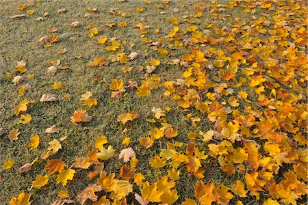 Feuilles d'érable, Nuremberg, Bavière, Allemagne Photographie de stock - Premium Libres de Droits, Code: 600-03240849