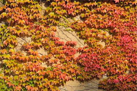 fall leaves background - Virginia Creeper, Germany Stock Photo - Premium Royalty-Free, Code: 600-03240842