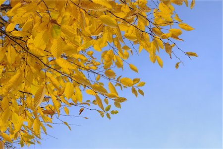 Common Hornbeam, Nuremberg, Bavaria, Germany Foto de stock - Sin royalties Premium, Código: 600-03240851