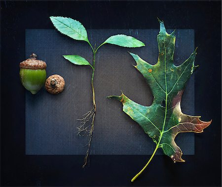 series - Three Stages of Oak Tree Growth with Acorn, Root and Leaf Stock Photo - Premium Royalty-Free, Code: 600-03295338