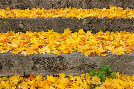 stairs closeup - Maple Leaves in Autumn, Nuremberg, Bavaria, Germany Stock Photo - Premium Royalty-Free, Code: 600-03297806