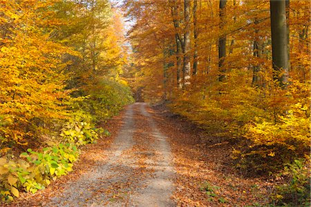spessart - Beech Forest in Autumn, Spessart, Bavaria, Germany Foto de stock - Sin royalties Premium, Código: 600-03297818