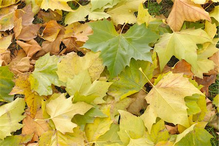 fall leaves background - Sycamore Leaves in Autumn, Nuremberg, Bavaria, Germany Stock Photo - Premium Royalty-Free, Code: 600-03297813