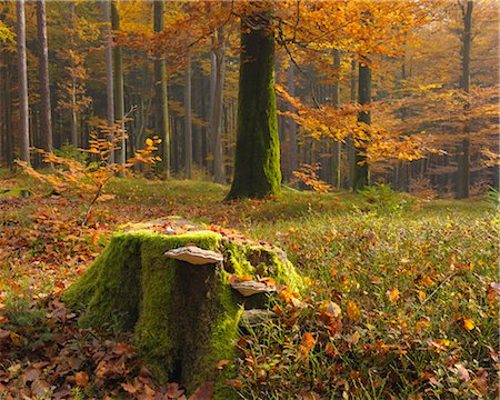 fagus - Baumstumpf mit Pilz in Buchenwald, Spessart, Bayern, Deutschland Stockbilder - Premium RF Lizenzfrei, Bildnummer: 600-03297828