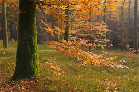 Forêt de bouleaux en automne, Spessart, Bavière, Allemagne Photographie de stock - Premium Libres de Droits, Code: 600-03297829