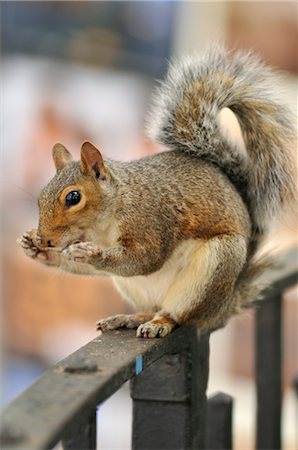 Squirrel Eating Peanut Foto de stock - Sin royalties Premium, Código: 600-03290197