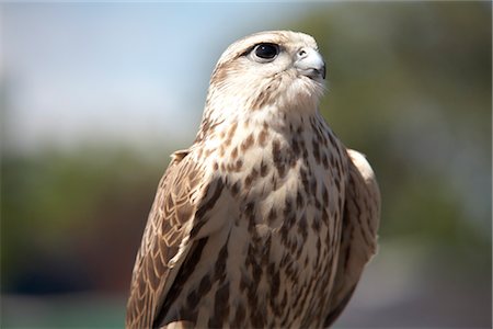 faucon - Portrait de Falcon, Lytton, Colombie-Britannique, Canada Photographie de stock - Premium Libres de Droits, Code: 600-03290327