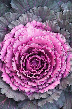 Close-Up of Red Cabbage Foto de stock - Sin royalties Premium, Código: 600-03333351