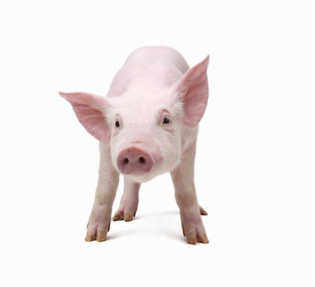 piglet nobody - Portrait de cochon Photographie de stock - Premium Libres de Droits, Code: 600-03333448