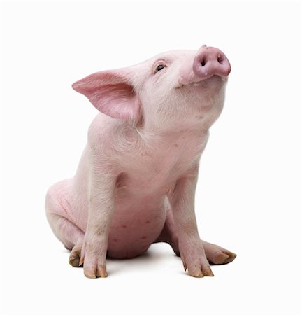 pig studio - Portrait of Pig Stock Photo - Premium Royalty-Free, Code: 600-03333449