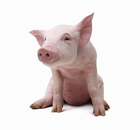 Portrait of Pig Foto de stock - Sin royalties Premium, Código: 600-03333450