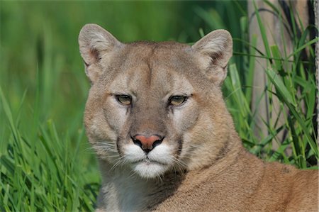 puma - Portrait de Lion de montagne, Minnesota, USA Photographie de stock - Premium Libres de Droits, Code: 600-03333526