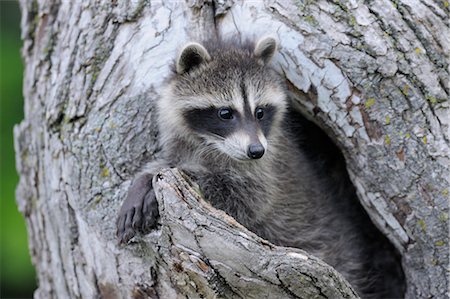 Baby Raccoon, Minnesota, USA Foto de stock - Sin royalties Premium, Código: 600-03333528