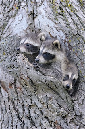 procione - Baby Raccoons, Minnesota, USA Fotografie stock - Premium Royalty-Free, Codice: 600-03333529