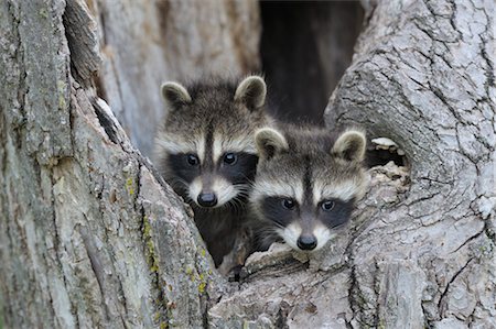 Baby Raccoons, Minnesota, USA Foto de stock - Sin royalties Premium, Código: 600-03333530