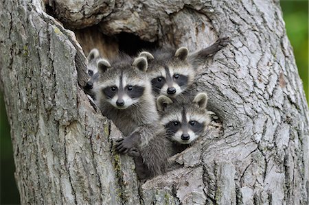 drei tiere - Kind Waschbären, Minnesota, USA Stockbilder - Premium RF Lizenzfrei, Bildnummer: 600-03333531