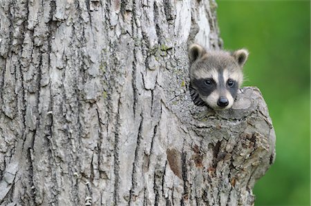 Baby Raccoon, Minnesota, USA Stock Photo - Premium Royalty-Free, Code: 600-03333532