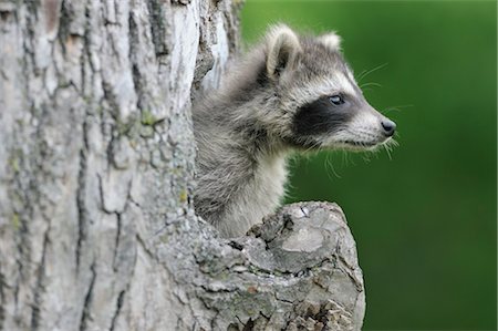 Baby Raccoon, Minnesota, USA Foto de stock - Sin royalties Premium, Código: 600-03333533