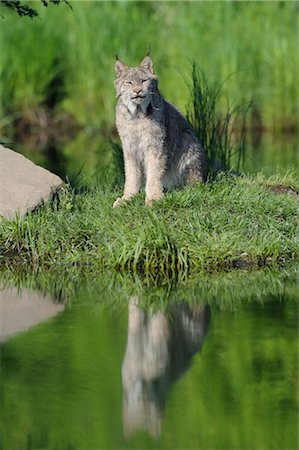 simsearch:600-03333556,k - Lynx canadien, Minnesota, USA Photographie de stock - Premium Libres de Droits, Code: 600-03333544