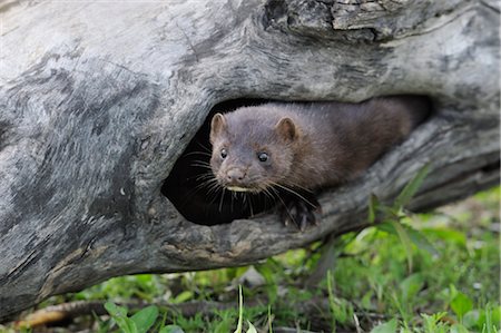 American Mink, Minnesota, USA Photographie de stock - Premium Libres de Droits, Code: 600-03333545