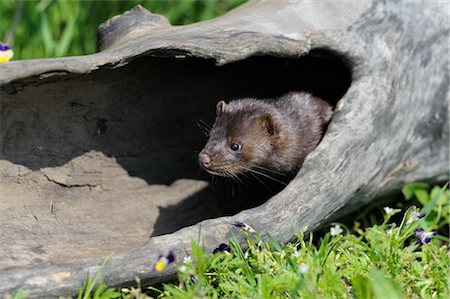 American Mink, Minnesota, USA Photographie de stock - Premium Libres de Droits, Code: 600-03333548