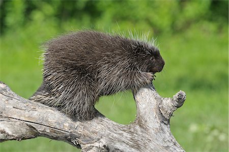 North American Porcupine, Minnesota, États-Unis Photographie de stock - Premium Libres de Droits, Code: 600-03333549