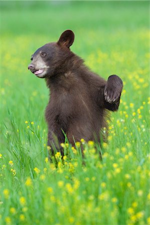 standing on hind legs - Black Bear in Meadow, Minnesota, USA Foto de stock - Sin royalties Premium, Código: 600-03333559