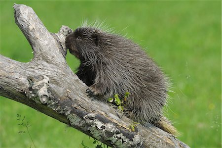 rodent - North American Porcupine, Minnesota, USA Foto de stock - Sin royalties Premium, Código: 600-03333550