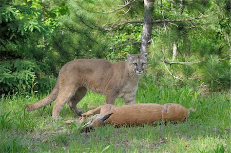 simsearch:600-03229314,k - Mountain Lion with Prey, Minnesota, USA Stock Photo - Premium Royalty-Free, Code: 600-03333551