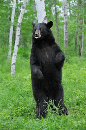 Black Bear in Forest, Minnesota, USA Foto de stock - Sin royalties Premium, Código: 600-03333564