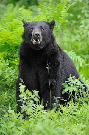 Black Bear in Meadow, Minnesota, USA Foto de stock - Sin royalties Premium, Código: 600-03333565